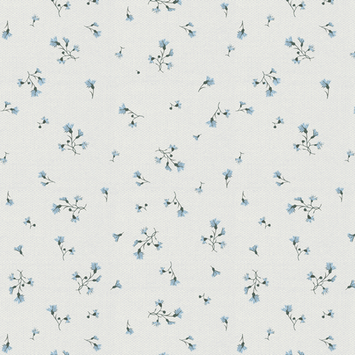 FLR43504 Fiordalisi di Venere