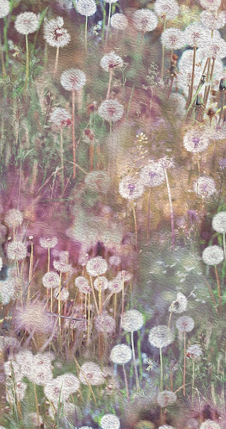 Dandelion Wishes by Hoffman