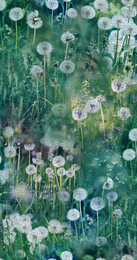 Dandelion Wishes by Hoffman
