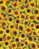 Advice From A Sunflower by Timeless Treasures