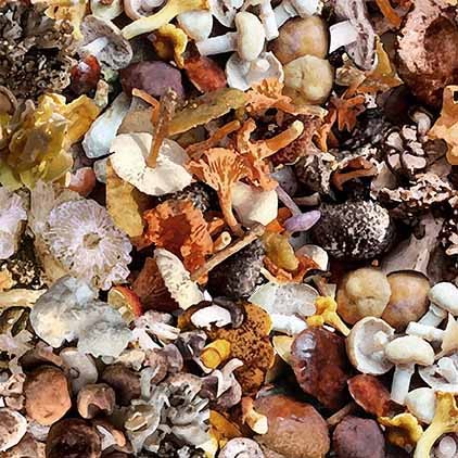 FORAGED MUSHROOM