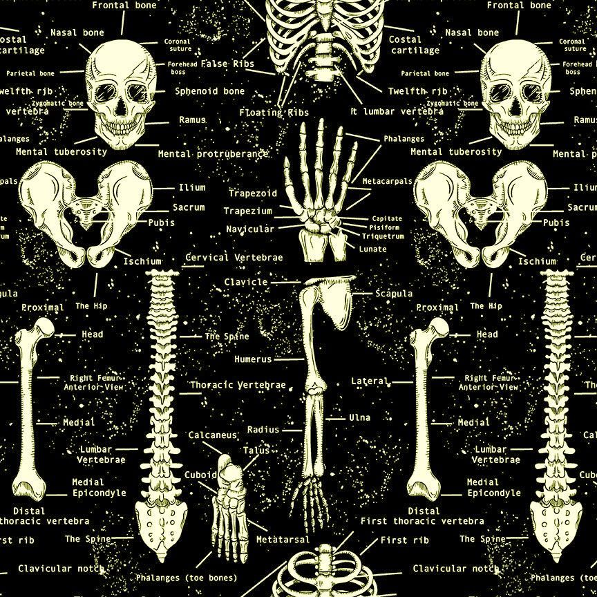 SKELETONS