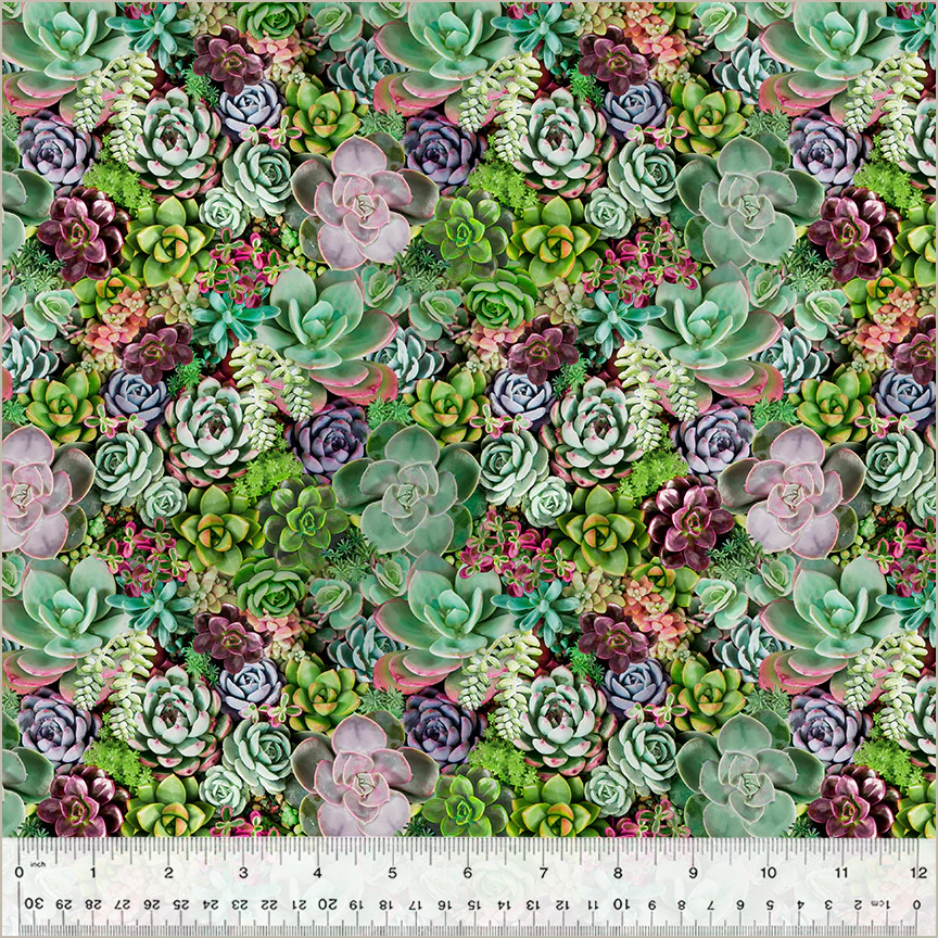 Succulents