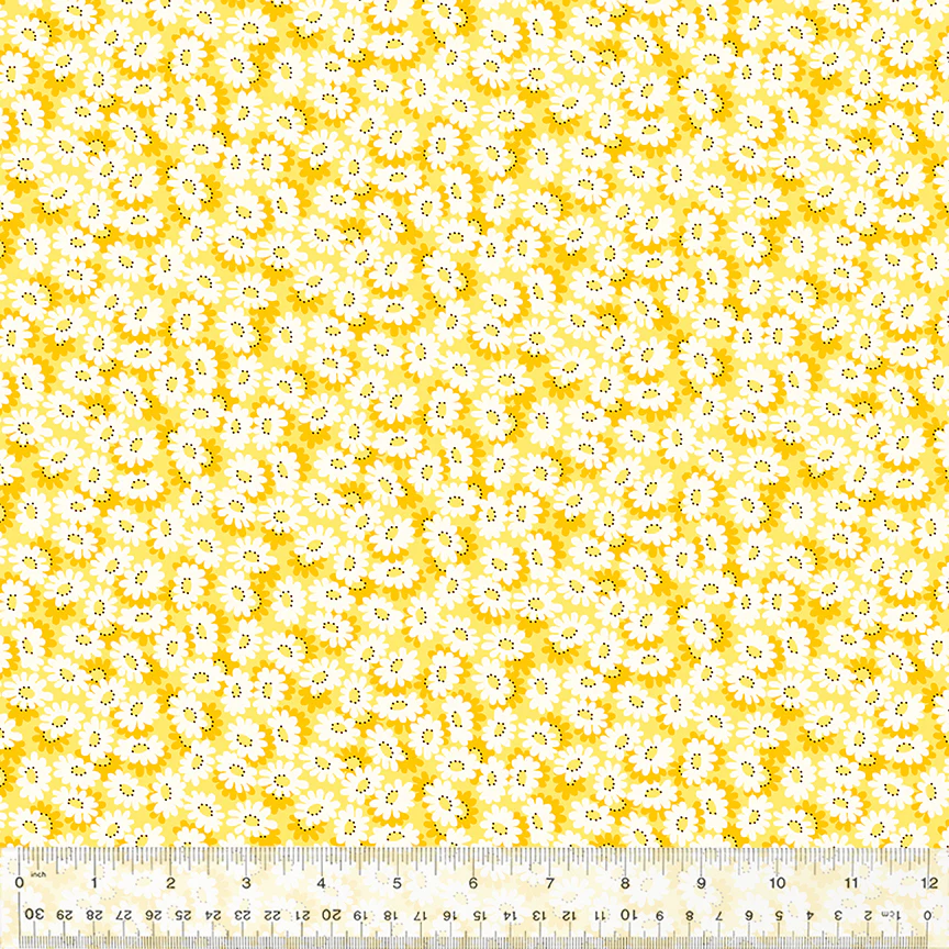 Daisy Field