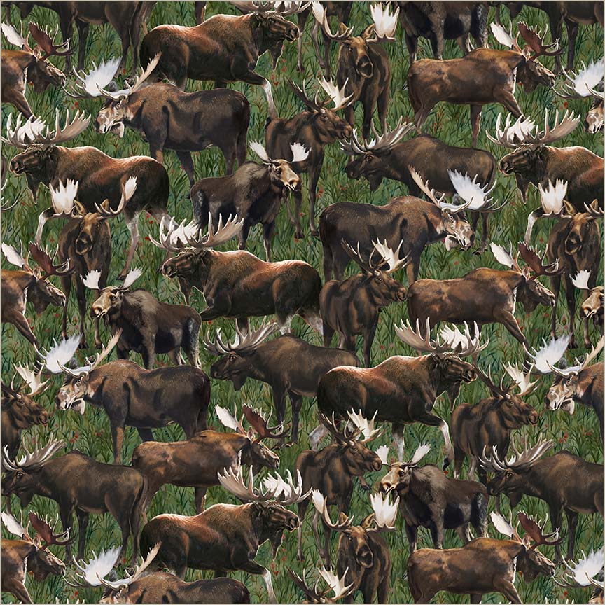 Majestic Moose