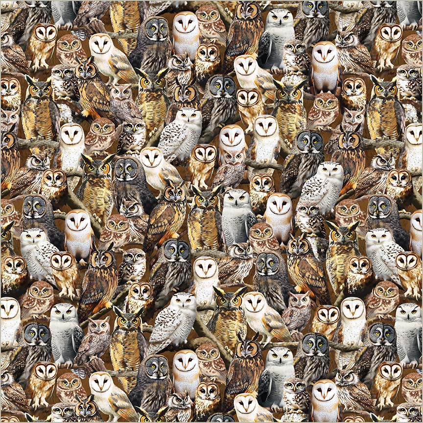 Observant Owls