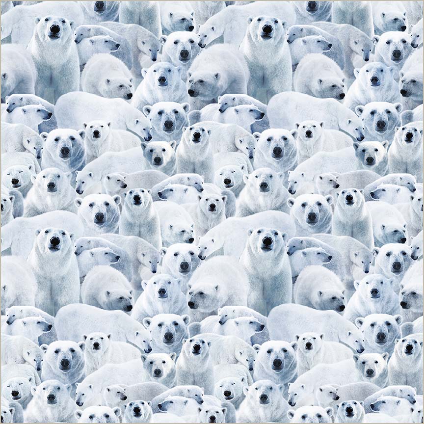 Polar White