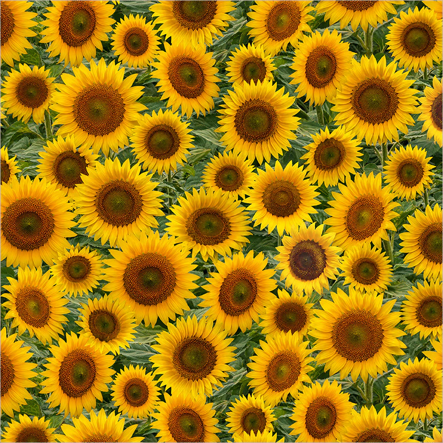 Sunflower Fields