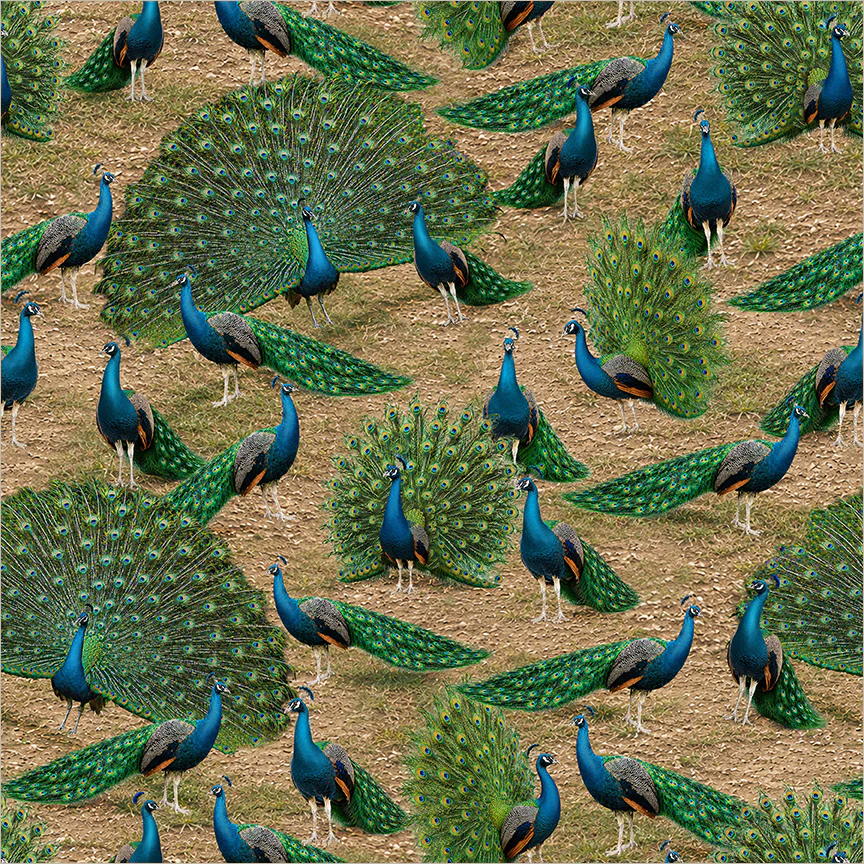 Pretty Peacocks