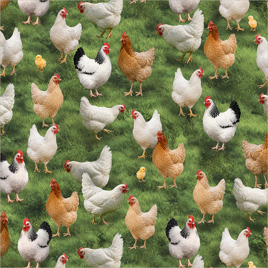 Cluck Cluck Chicken