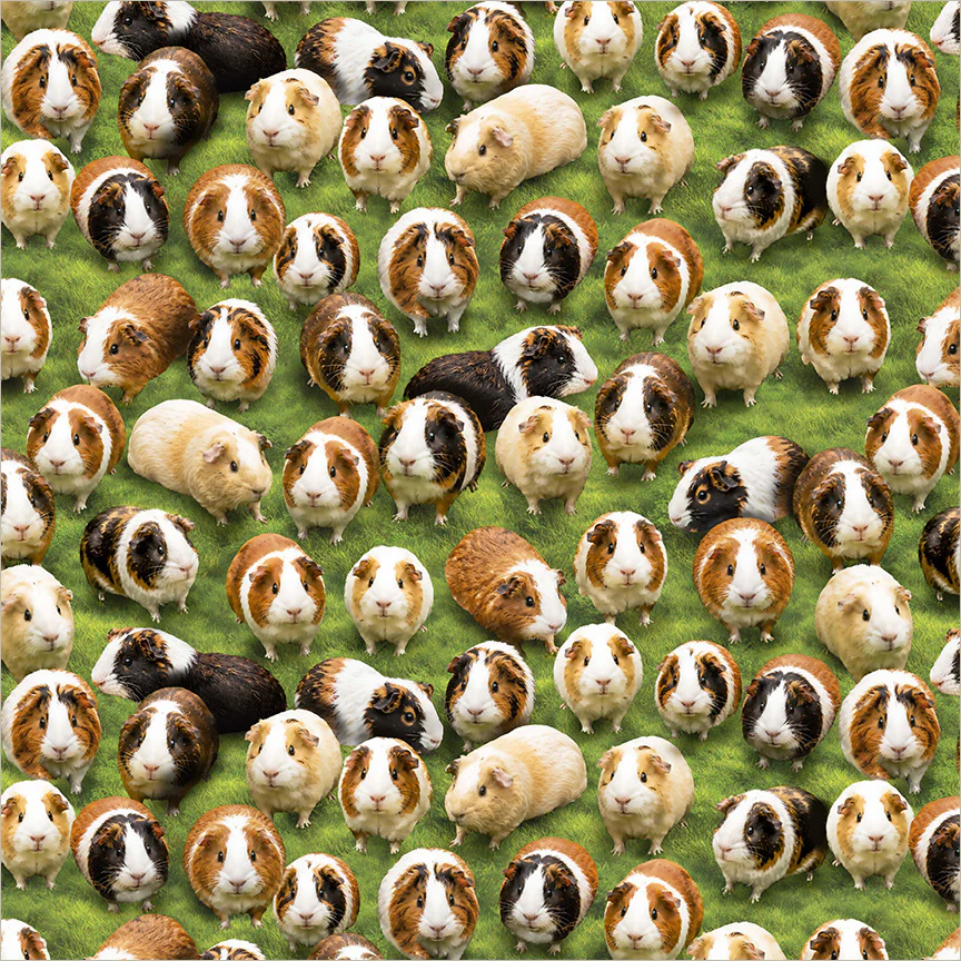 Guinea Pig