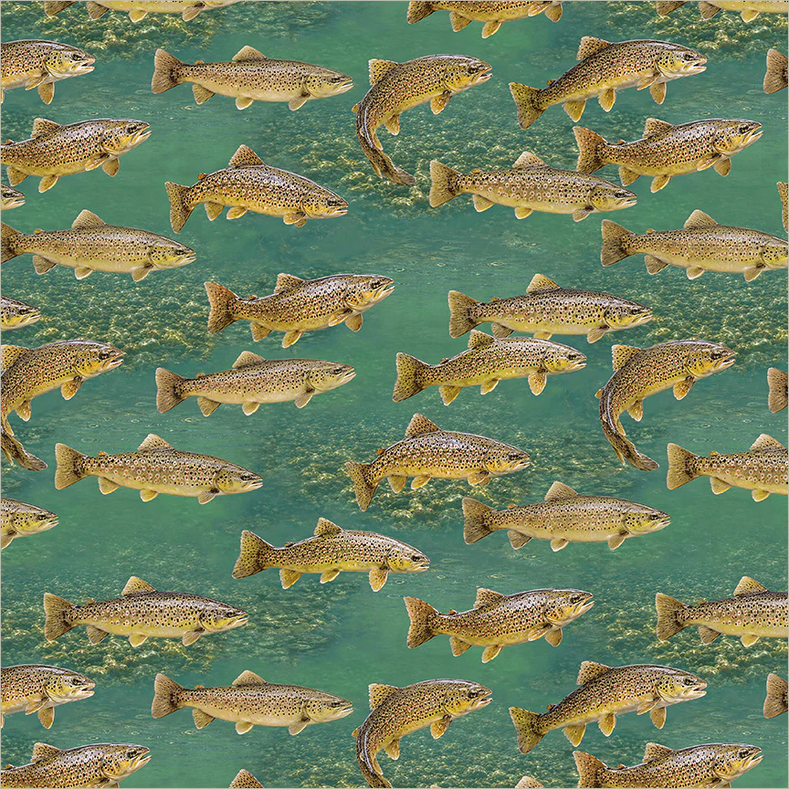 Brown Trout