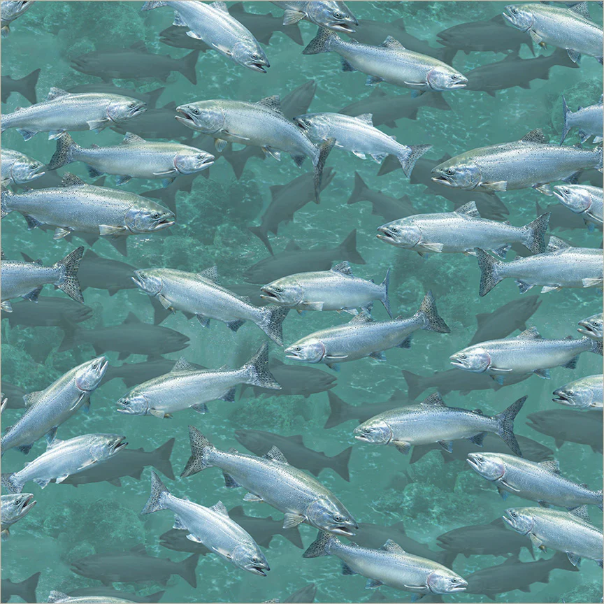 Coho Salmon