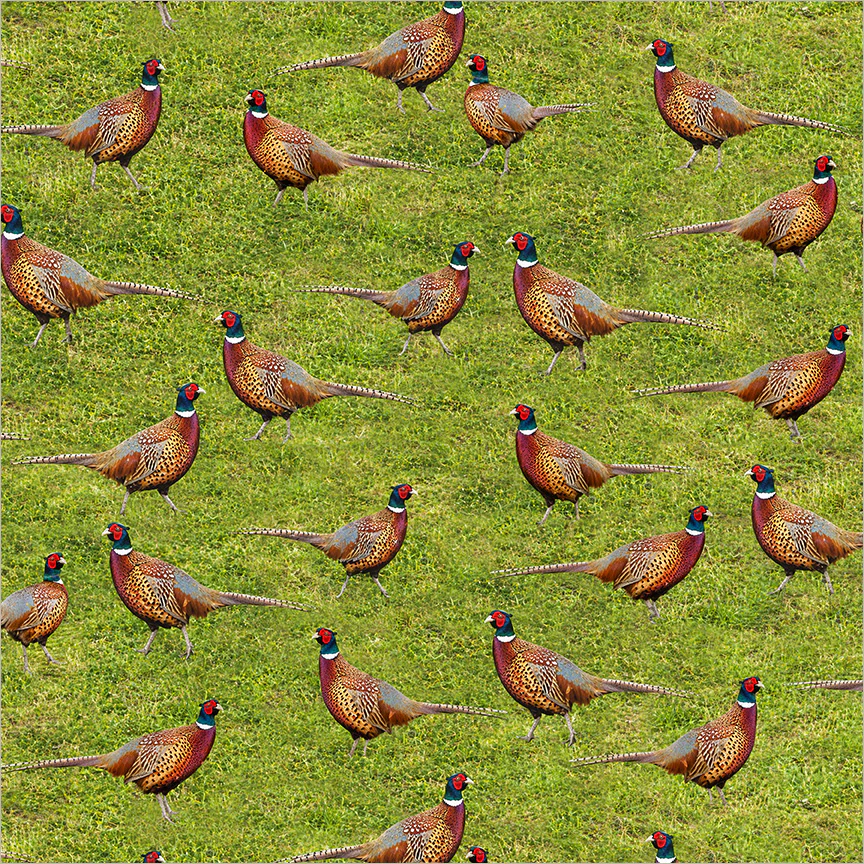 Skillful Pheasant